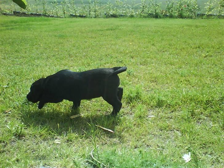 Blanding af racer SD Little Lucky Puma - Kommende sporhund billede 2