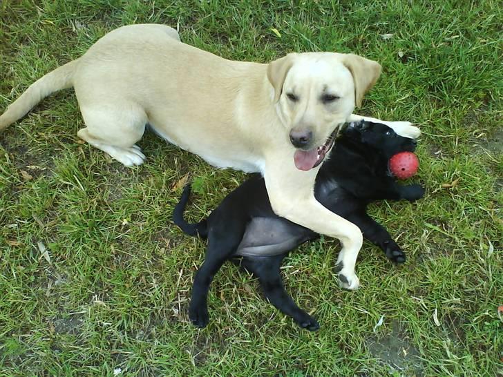 Blanding af racer SD Little Lucky Puma - øv, jeg skal nok være sød nu...jeg lover på spejderære. billede 3