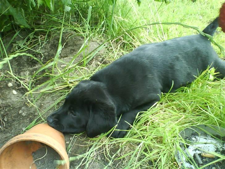 Blanding af racer SD Little Lucky Puma - Og så kan den ikke engang spises....øv altså. billede 4