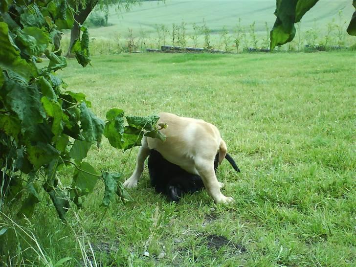 Blanding af racer SD Little Lucky Puma - Det er ikke fair, du er større end mig... billede 5