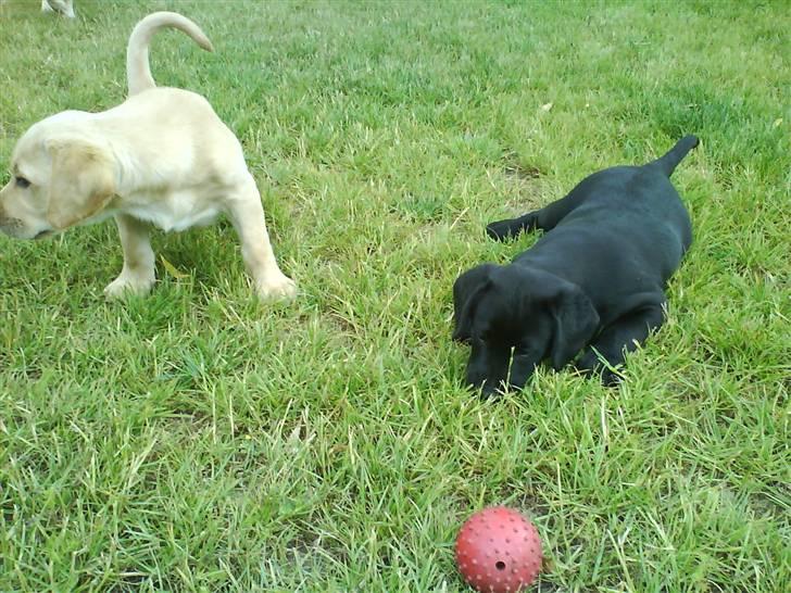 Blanding af racer SD Little Lucky Puma - Hvis jeg nu ligger heeeelt stille... billede 6