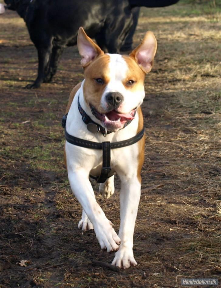 Amerikansk bulldog kettners Enzo billede 6