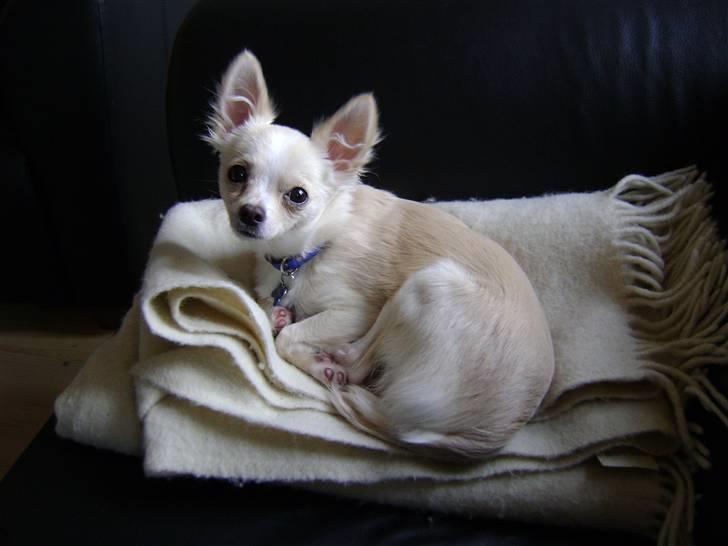 Chihuahua bastian billede 1