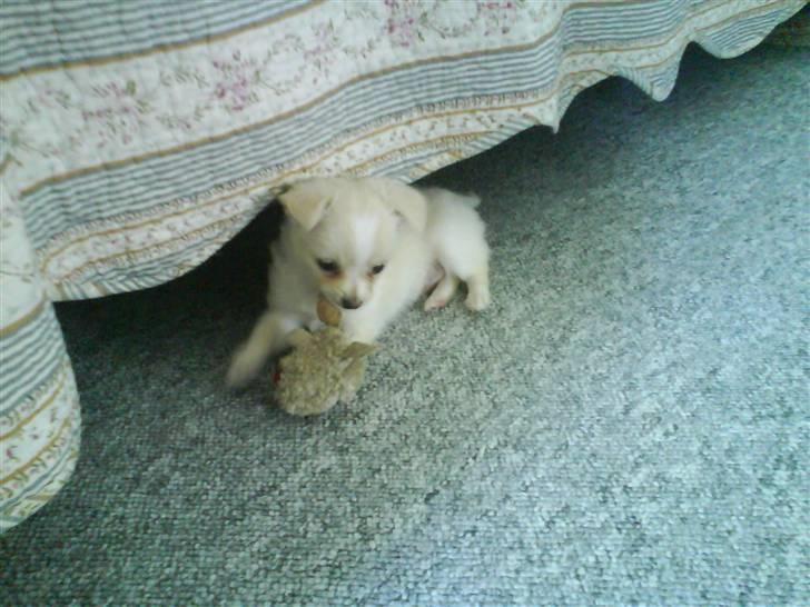 Chihuahua bastian - bastian bider lidt i sit tøj dyr billede 2