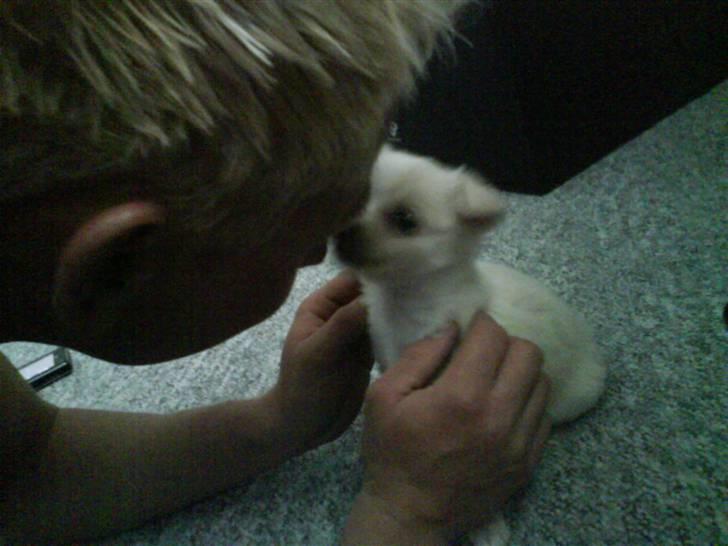 Chihuahua bastian - bastian synes lige jeg skulle have en mys billede 3