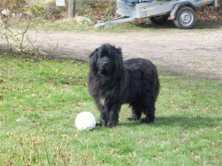 Newfoundlænder Ronja <'3 billede 14