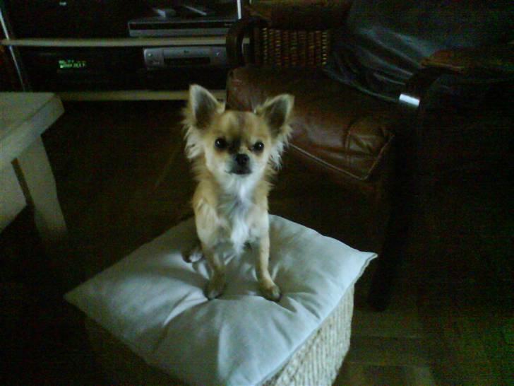 Chihuahua bastian - bastians lege kammerrart eddei  billede 4