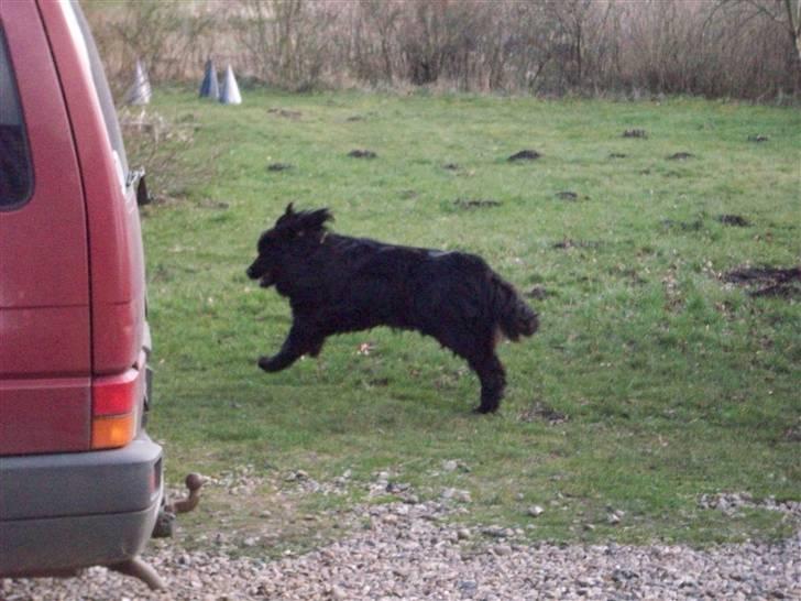 Newfoundlænder Ronja <'3 billede 15