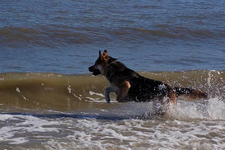 Blanding af racer Zille - Vandhund billede 15