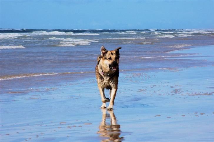 Blanding af racer Zille - Zille ved stranden billede 16