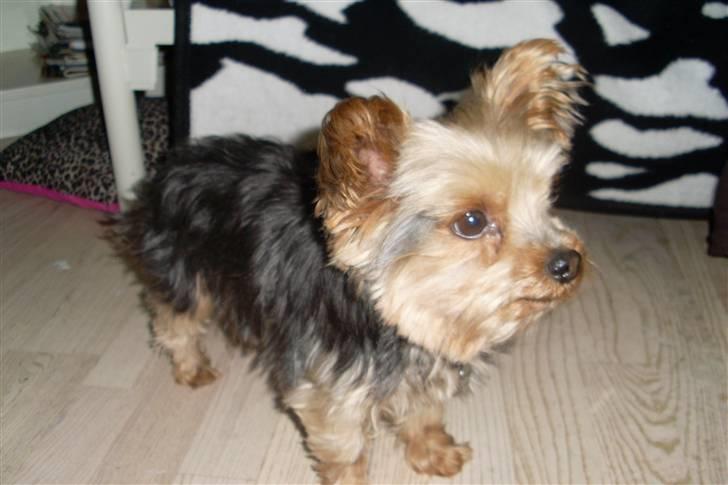 Blanding af racer Boby - Så fin jeg er :D <3 billede 1