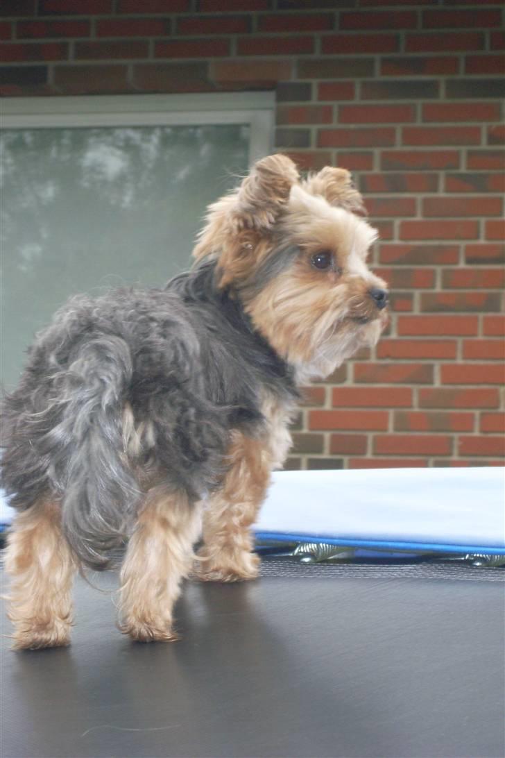 Blanding af racer Boby - Jeg er stoor :D billede 3