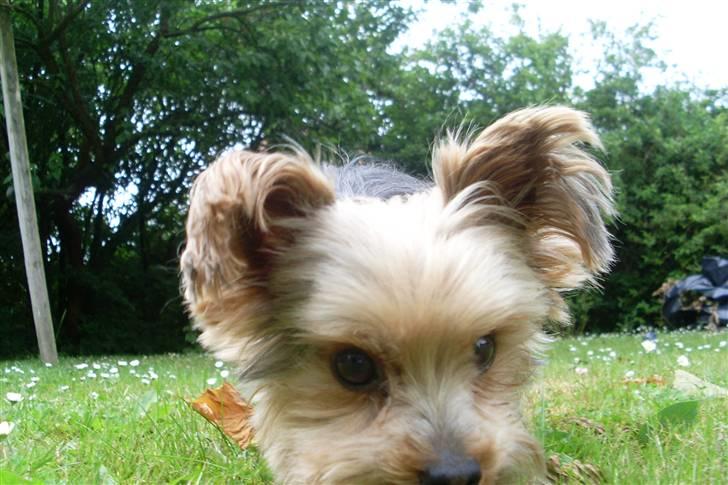 Blanding af racer Boby - Se lige miig  x) billede 4