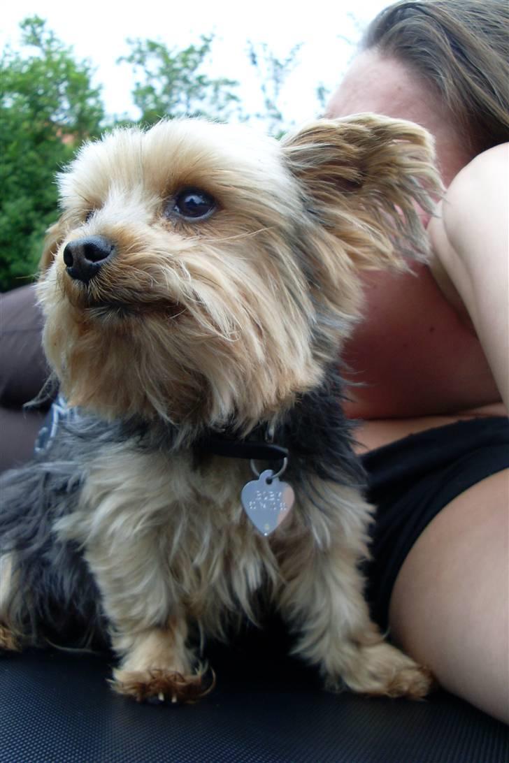 Blanding af racer Boby - Jeg ved det :D Jeg er lækker xD :D <3 billede 5