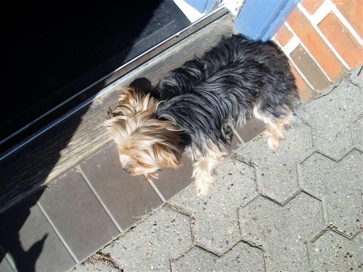 Blanding af racer Boby - Uhh <3 Det er skønt x) billede 6