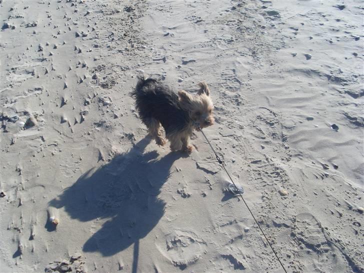 Blanding af racer Boby - På stranden ;) billede 7