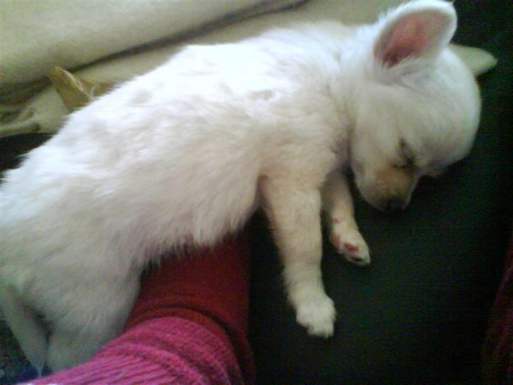 Chihuahua bastian - så sov er vores lille bjørn billede 5