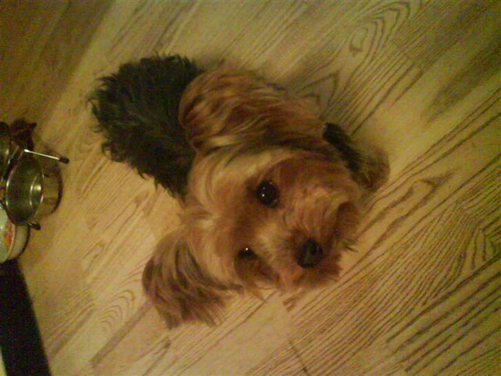 Blanding af racer Boby - Jeg er gllad :D billede 8