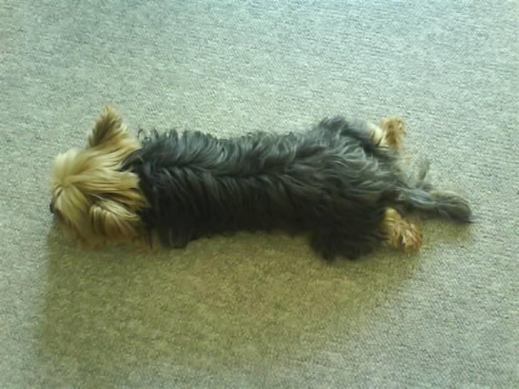 Blanding af racer Boby - Jeg er  seej :D billede 9