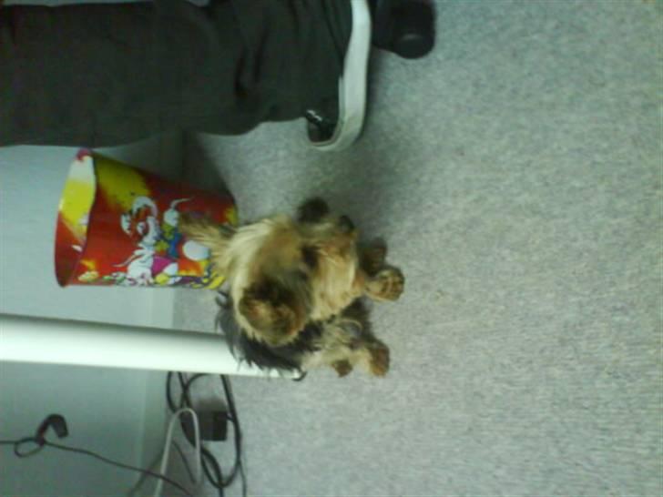 Blanding af racer Boby - Jeg er dejlig ;D billede 11