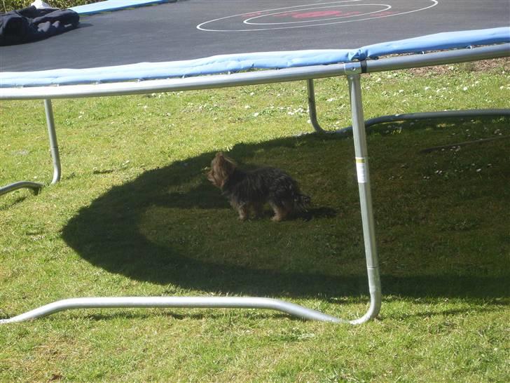 Blanding af racer Boby - Så ser man lige miig ;D billede 12