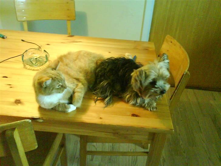 Blanding af racer Boby - Miig med Sara :D <3 billede 13