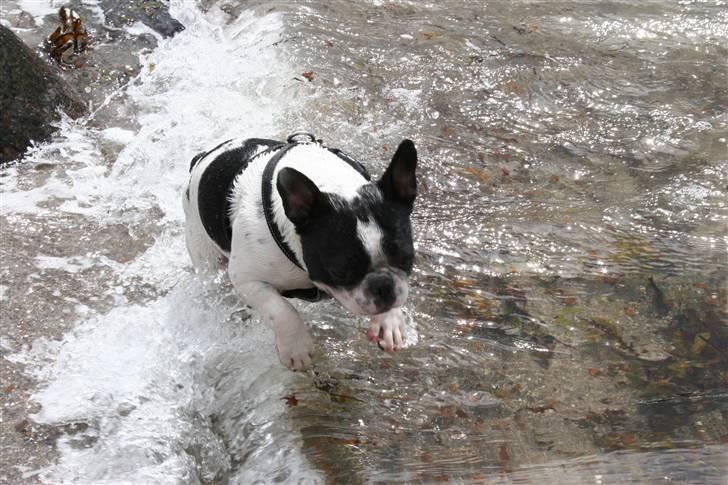 Fransk bulldog Basse billede 11