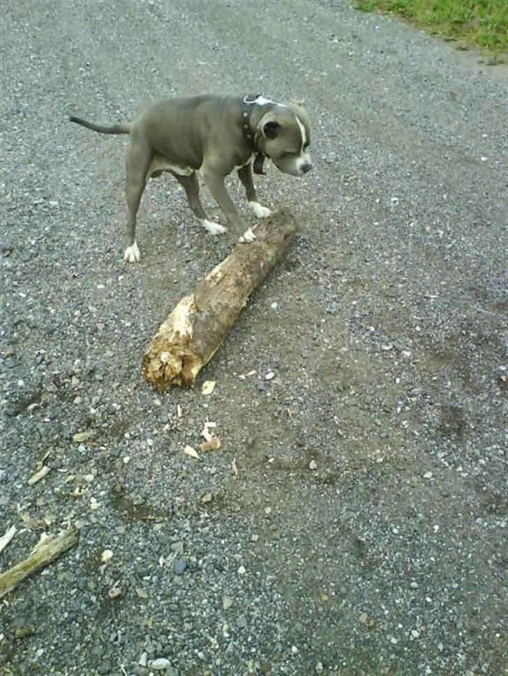 Amerikansk staffordshire terrier Rocco - Jeg ordner den gør jeg  billede 4