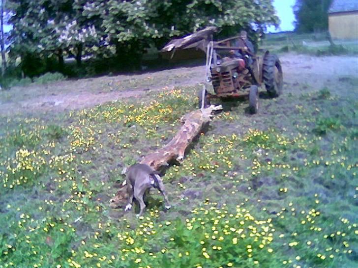 Amerikansk staffordshire terrier Rocco - Traktor træk med min far billede 5