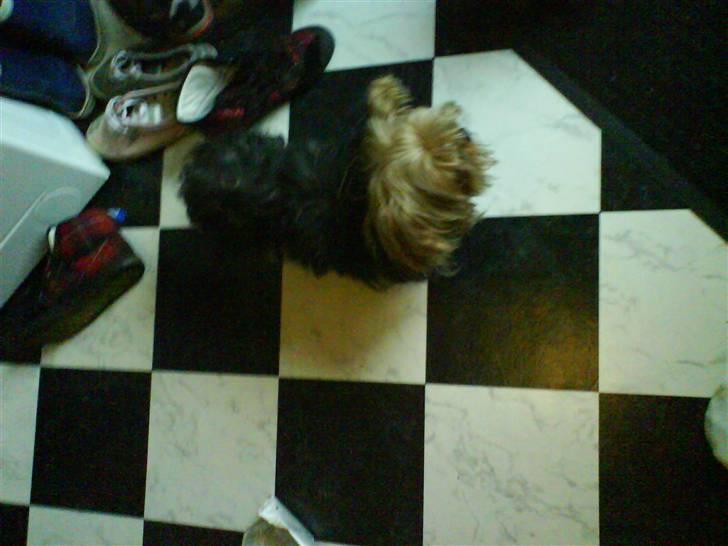 Blanding af racer Boby - Da vi lige havde fået ham :D billede 14