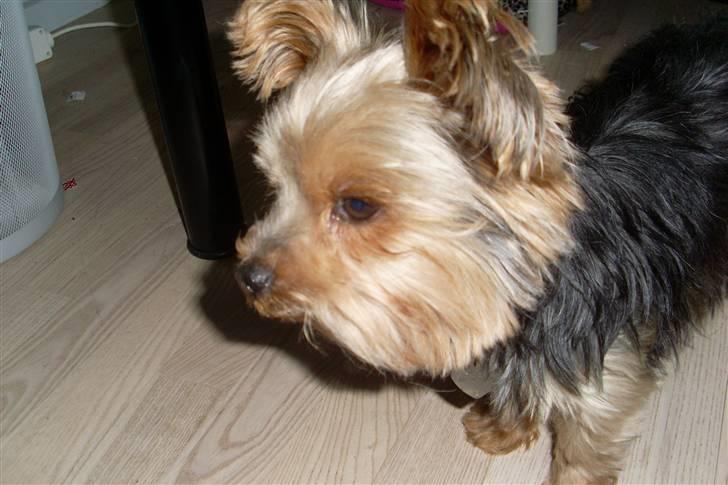 Blanding af racer Boby - Nuuhhh <3 d: billede 15