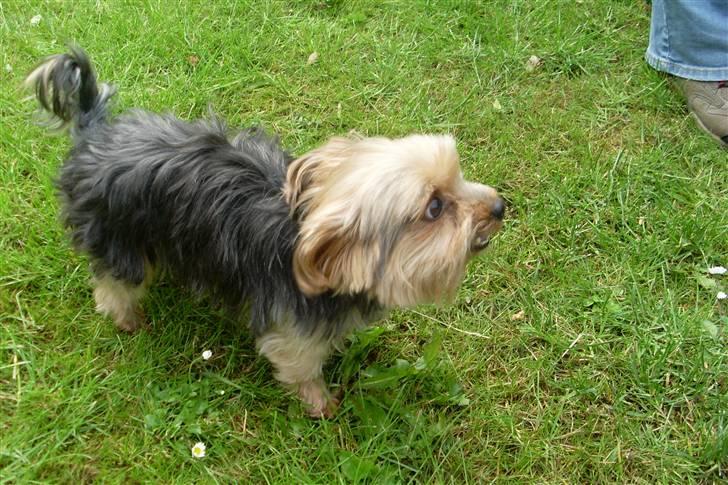 Blanding af racer Boby - Vuff vuuf xD x) billede 16