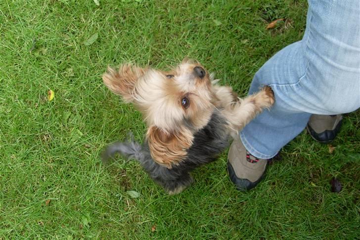 Blanding af racer Boby - Moooaoaaar !! :D billede 17