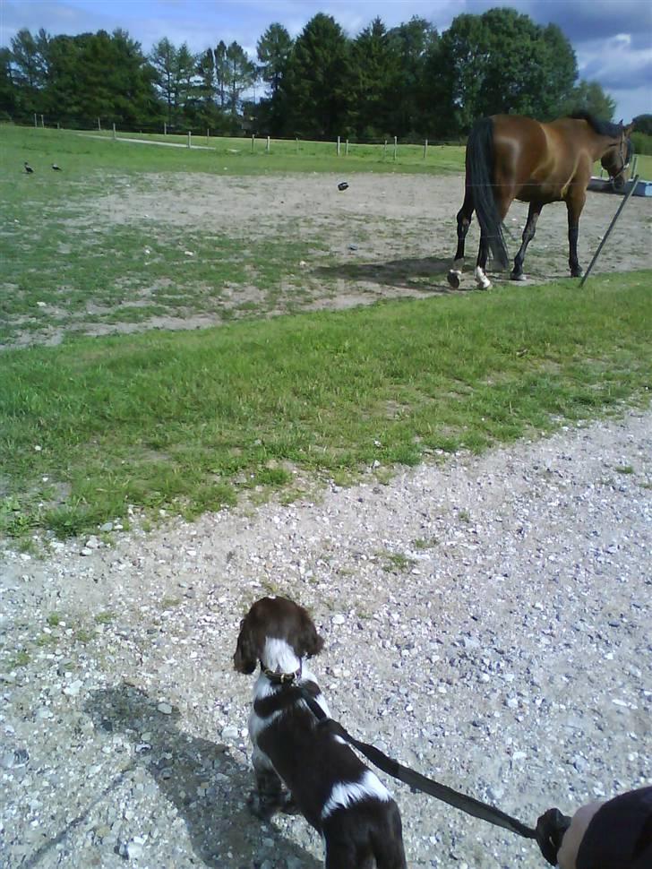 Blanding af racer kessler har fået nyt hjem - hvad er det hva mor ? er den farlig billede 4