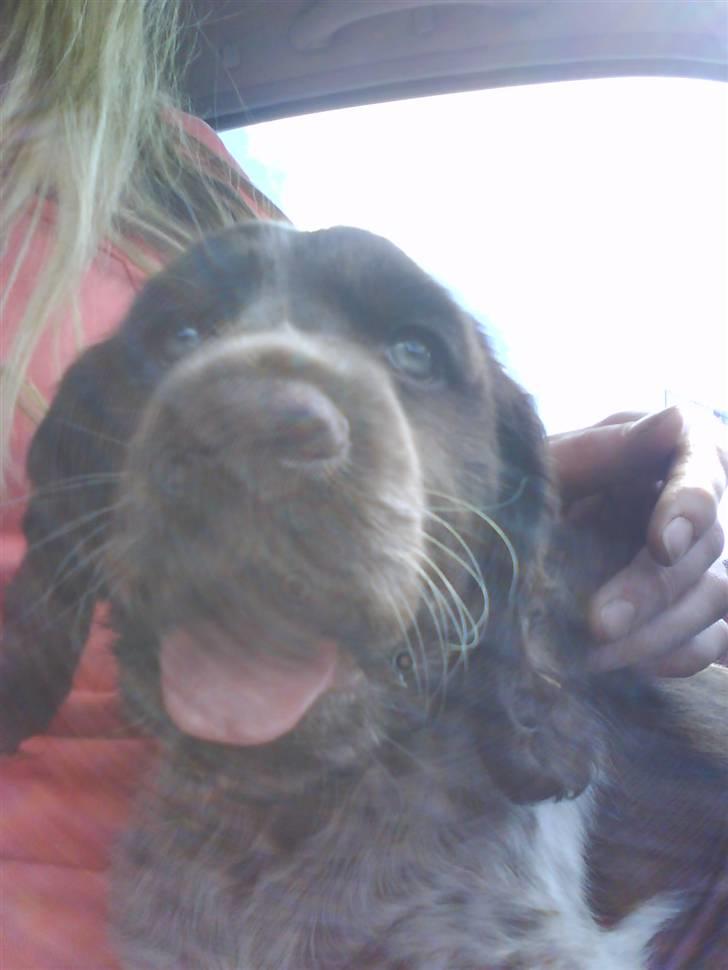 Blanding af racer kessler har fået nyt hjem - mig og min nye søster hygger lige på forsædet mens vi henter vand til mig billede 5