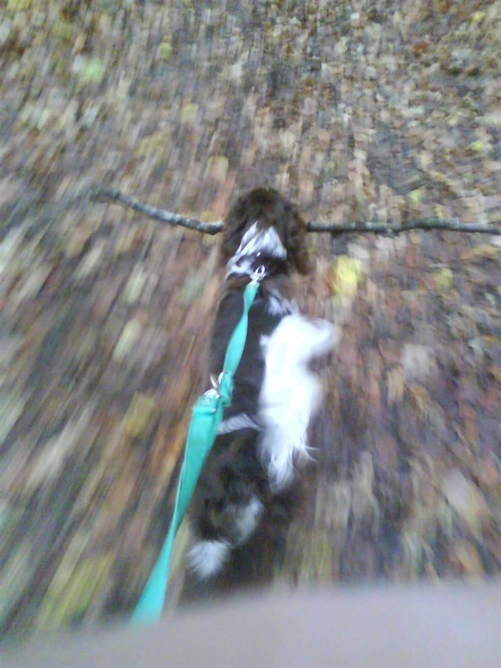 Blanding af racer kessler har fået nyt hjem - jeg fangede mig en pind idag bummelum billede 6