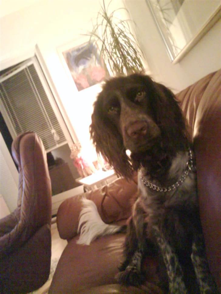 Blanding af racer kessler har fået nyt hjem - sofa hygger :) billede 7