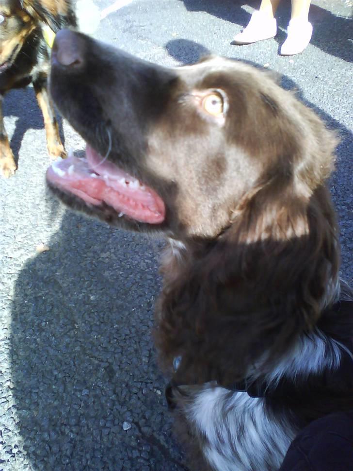 Blanding af racer kessler har fået nyt hjem - her er jeg så billede 8