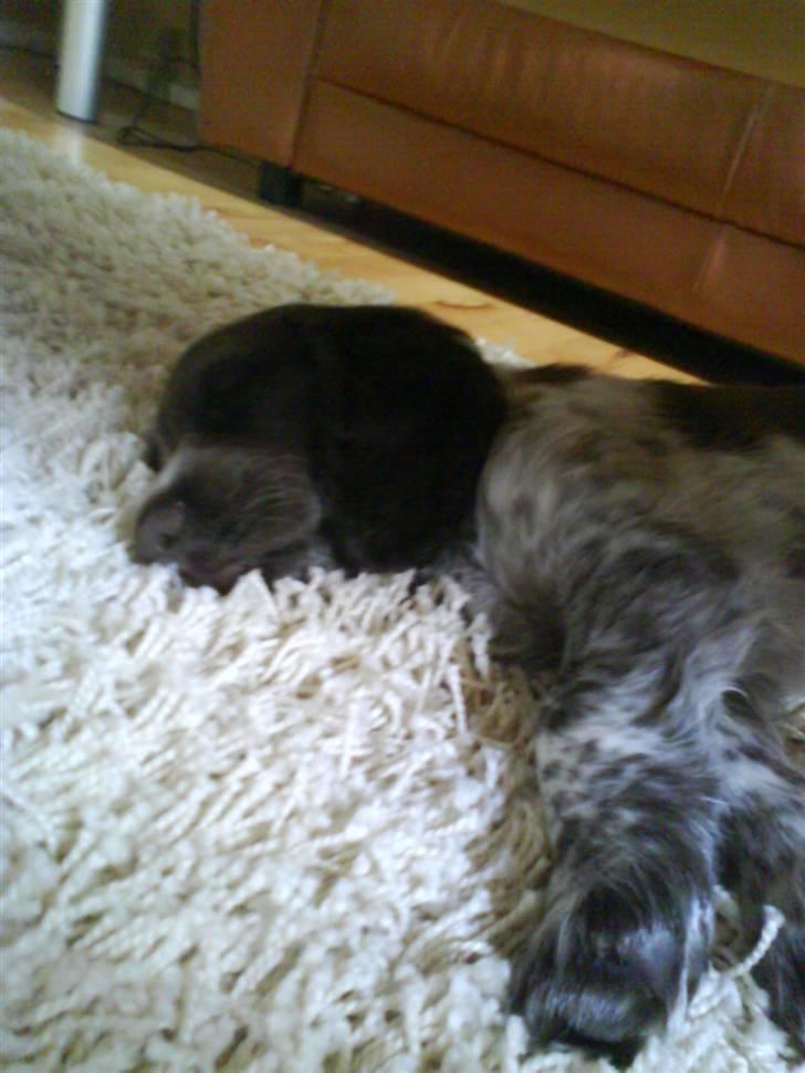 Blanding af racer kessler har fået nyt hjem - uha jeg er så søvnig billede 9