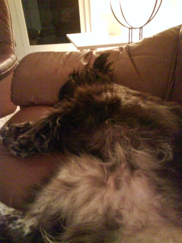 Blanding af racer kessler har fået nyt hjem - det så dejligt at sove efter en lang dag billede 10