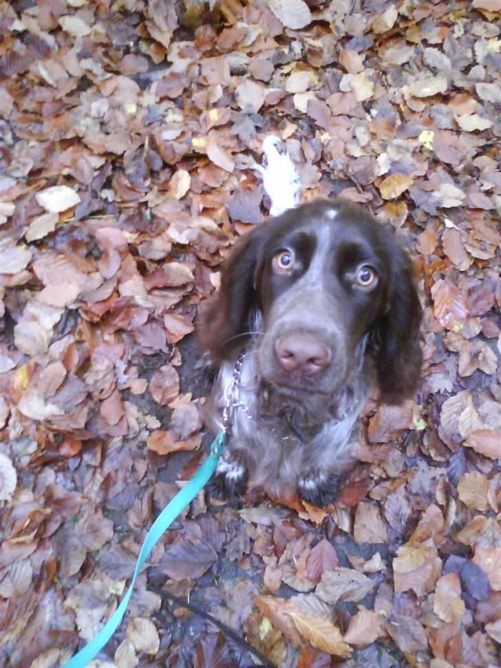 Blanding af racer kessler har fået nyt hjem - haha endelig fanget i front  billede 11