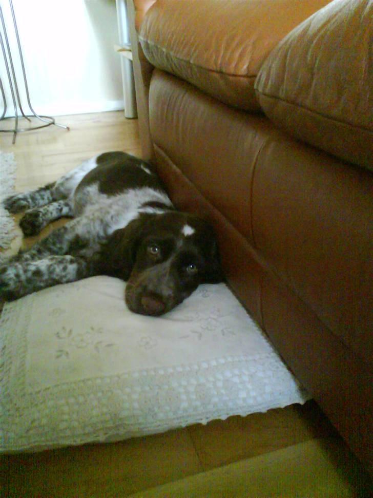 Blanding af racer kessler har fået nyt hjem - dejlig pude jeg lige fandt der tænk den kan bruges som ligge underlag  billede 12