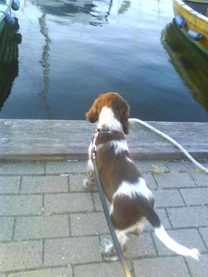 Blanding af racer kessler har fået nyt hjem - er det hvad jeg tror det er ? billede 13