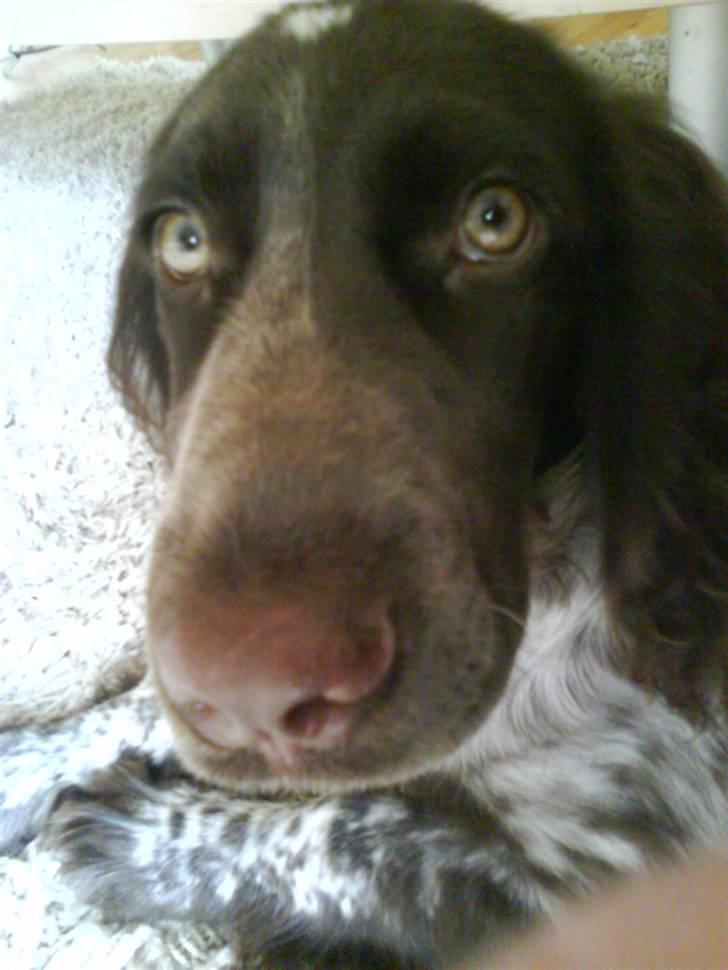 Blanding af racer kessler har fået nyt hjem - heeej mor hvad laver du lige?  billede 14