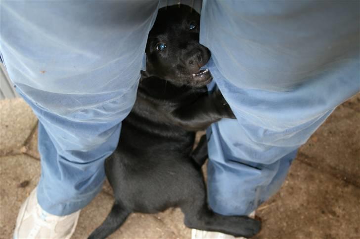 Blanding af racer SD Little Lucky Puma - Hvad?..hvem??...mig??...nejjjj...jeg spiser da ikke min mors bukser. billede 7