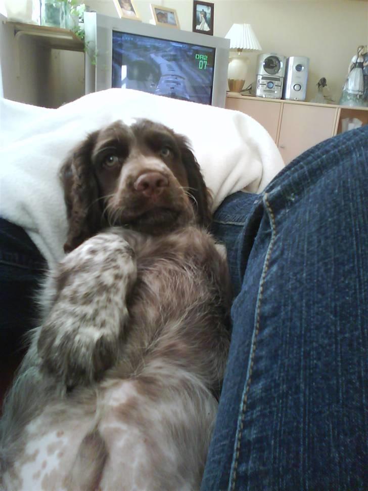 Blanding af racer kessler har fået nyt hjem - oooj jeg ligger godt billede 15