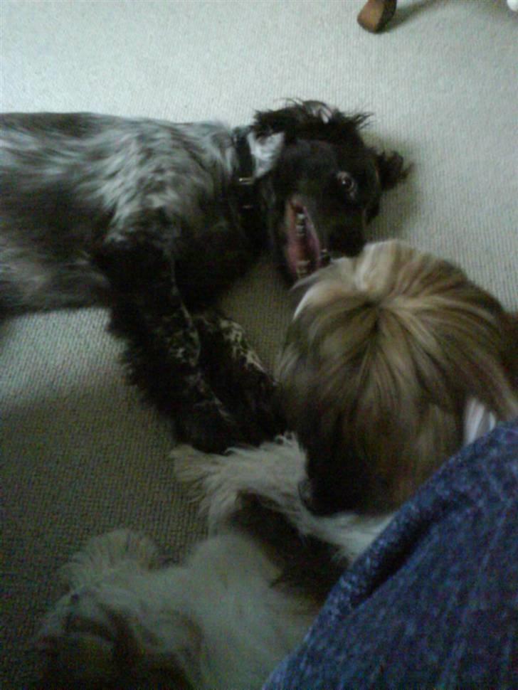 Blanding af racer kessler har fået nyt hjem - valpe leg det elsker jeg :) billede 16