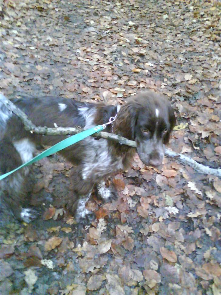 Blanding af racer kessler har fået nyt hjem - jeg elsker min pind og du får den ikke  billede 17