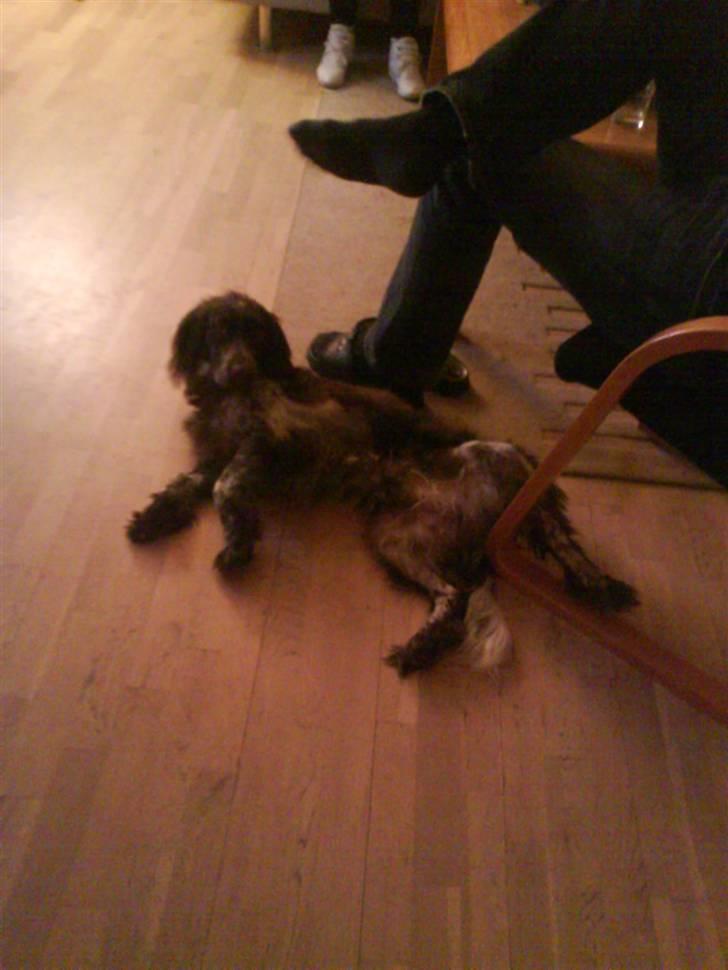 Blanding af racer kessler har fået nyt hjem - råhygge  billede 18