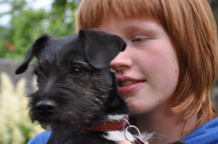 Blanding af racer hysse - smukke hysse billede 17